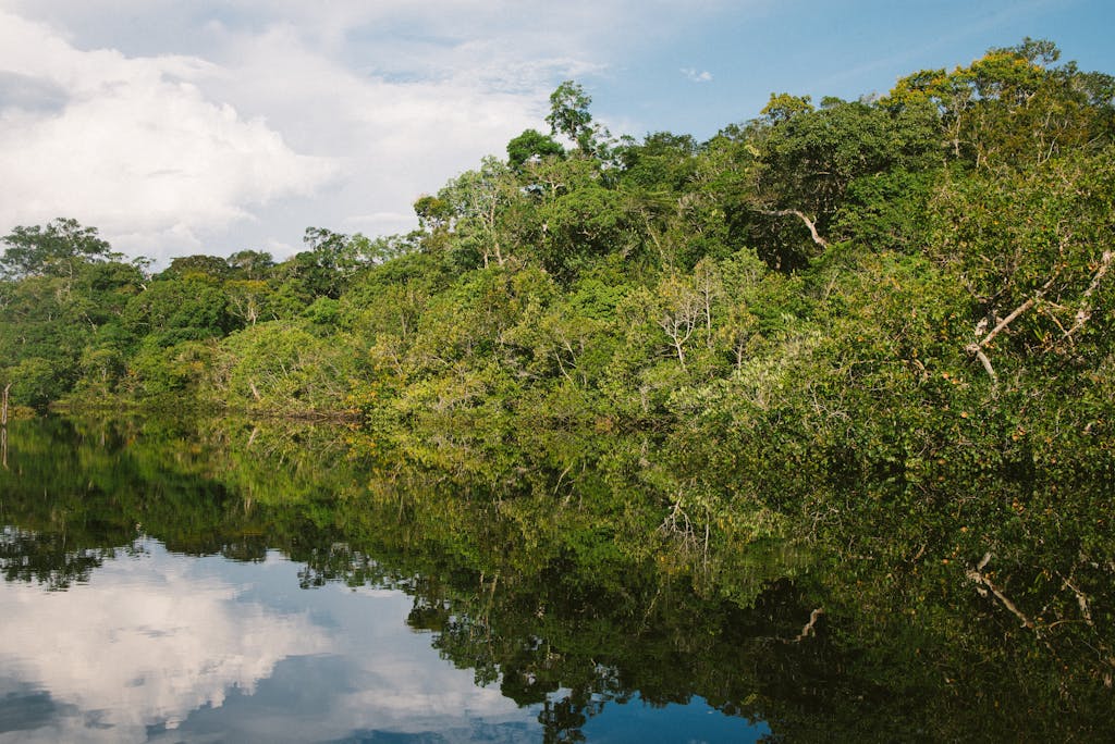 Amazon Jungle, Amazonas, Brazil - by Nathalia Segato, https://unsplash.com/photos/8fLSrccoox0