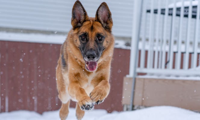 German Shepherd dog jumping through the snow.