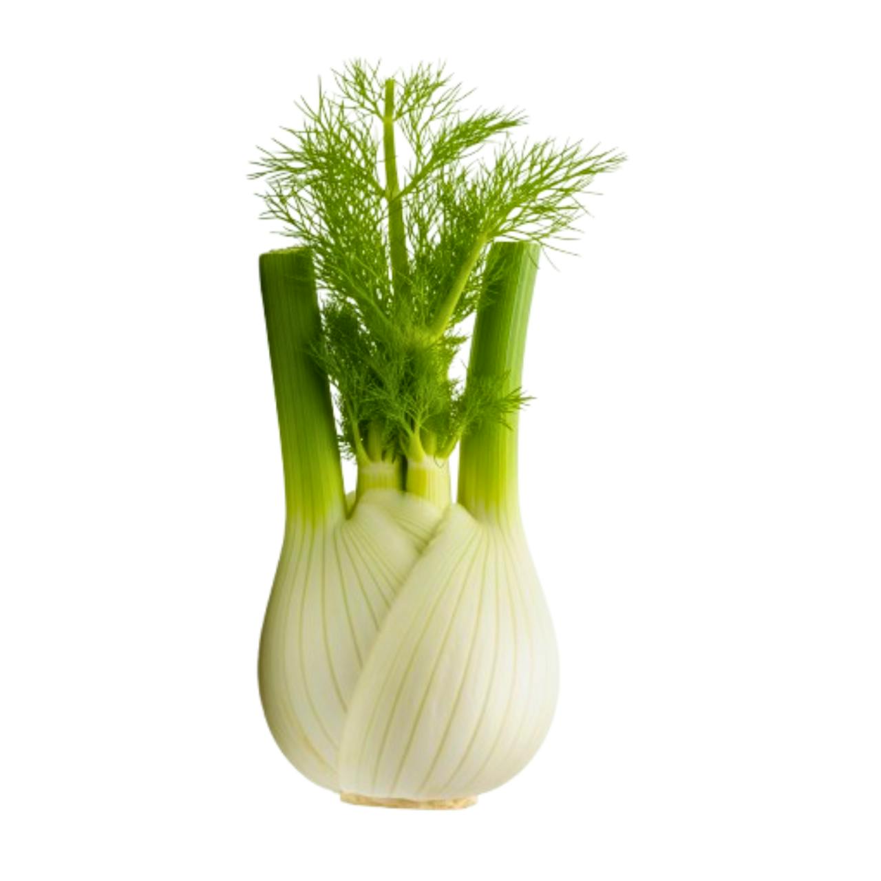 Fennel