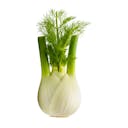 Fennel