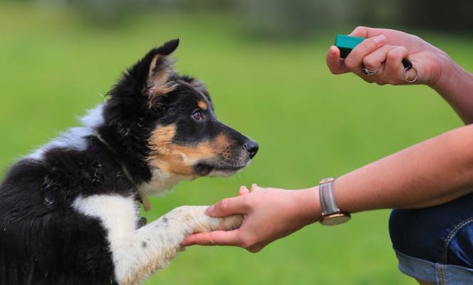 Australian Shepherd puppy learning to give the paw with a clicker. 