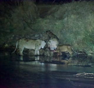 Fascinating Wildlife Encounters's gallery image
