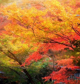 Japan On A Shoestring - 13 Days