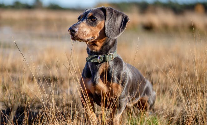 Dachshund pup looking into distance near a lake.