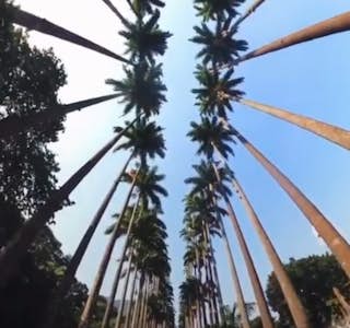 Rio de Janeiro Botanical Garden's gallery image