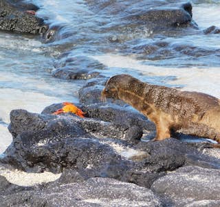 Ecuador - Quito & the Galapagos Islands's gallery image