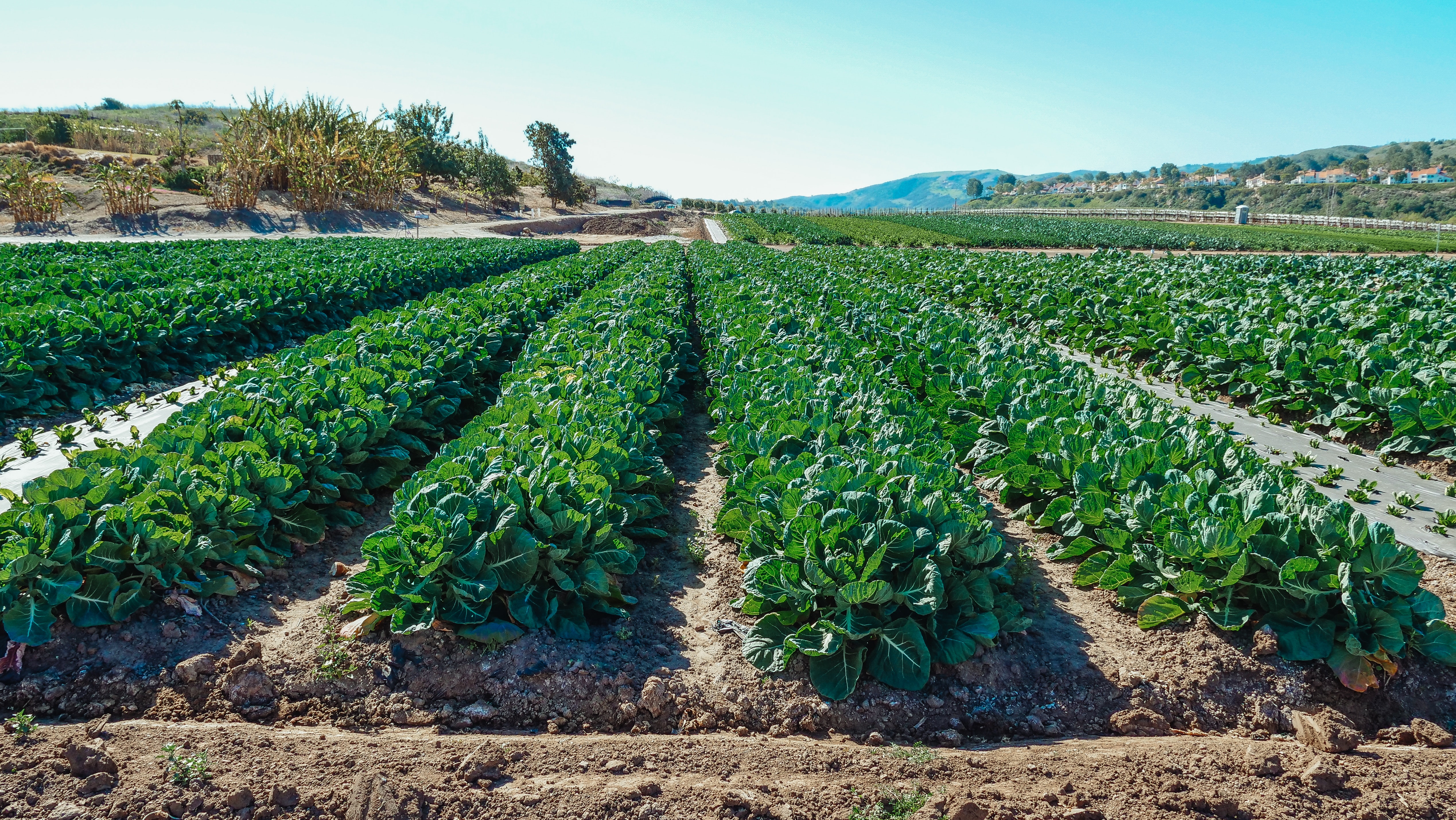 5 Alternatives to Pesticides in the Fresh Produce Industry