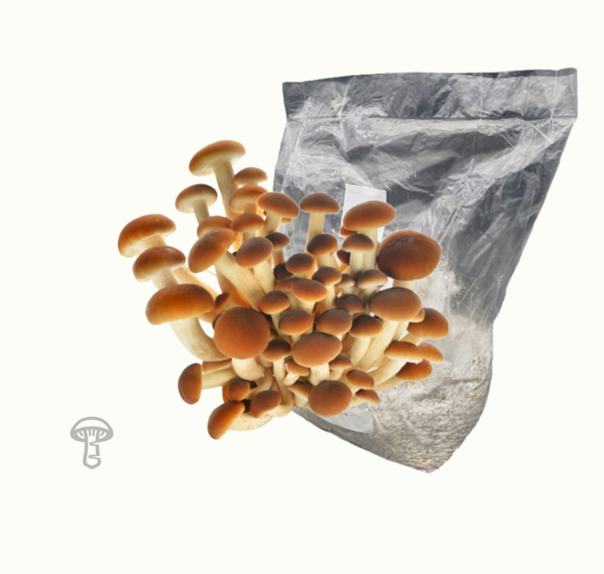 Pioppino Grain Spawn