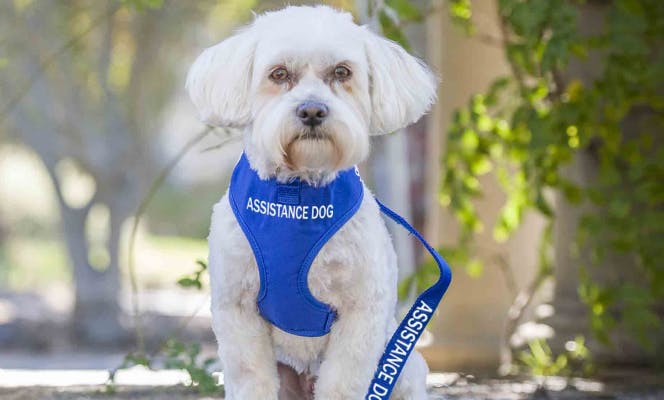 White Maltese puppy with an assistance dog blue vest.