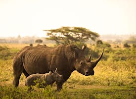 Discover Ziwa Rhino Wild Ranch Sanctuary 's thumbnail image