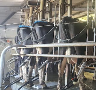 New Zealand, My Life on a Modern Dairy Farm's gallery image
