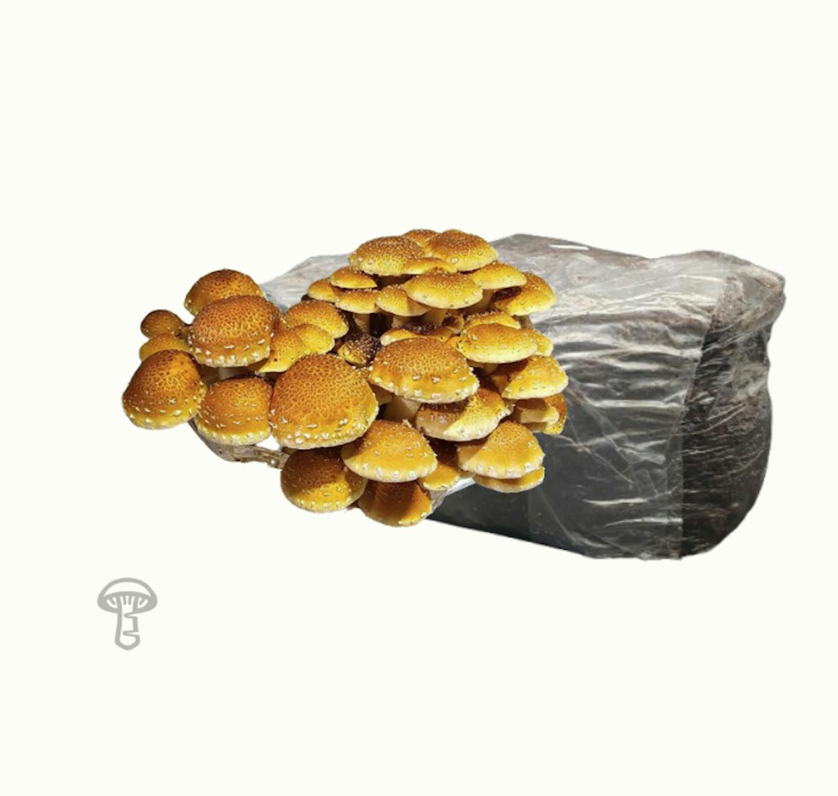 Speckled Chestnut Fruiting Block (10 lb)