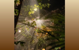 Jungle Party @ Gitano Jungle Tulum