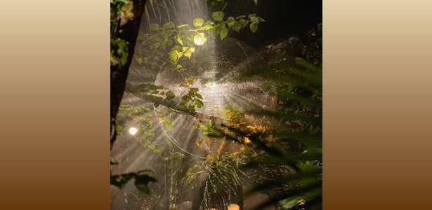 Jungle Party @ Gitano Jungle Tulum