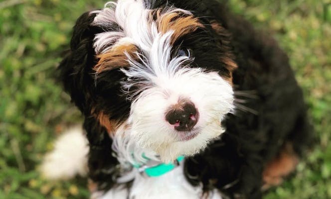 Mini Bernedoodle puppy sitting in grass looking at the camera.