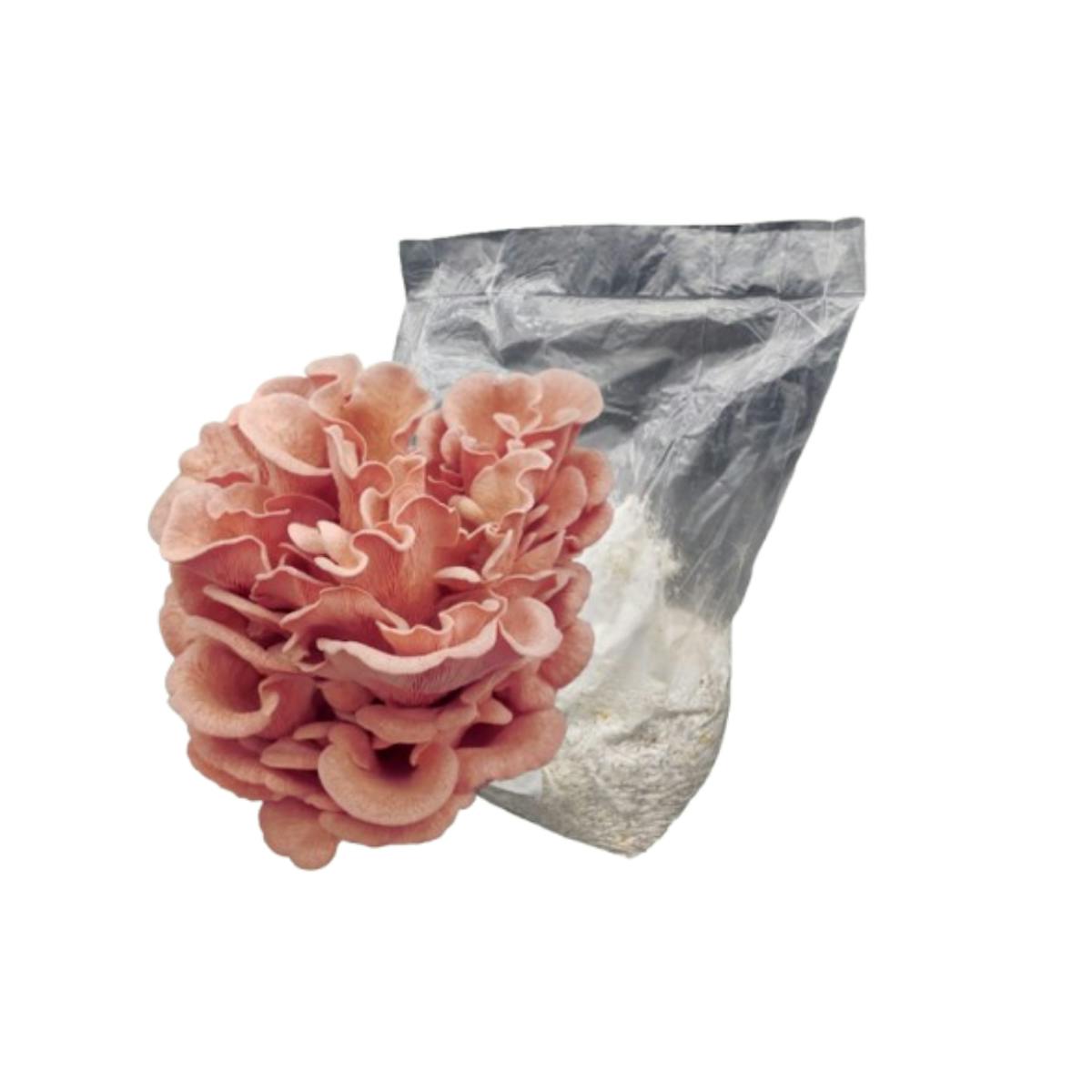 Grow Supplies