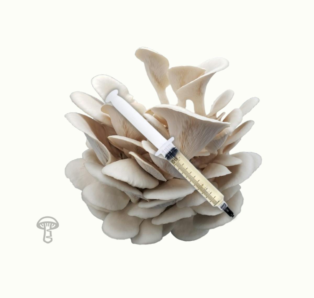 Pearl Oyster Mushroom Liquid Culture