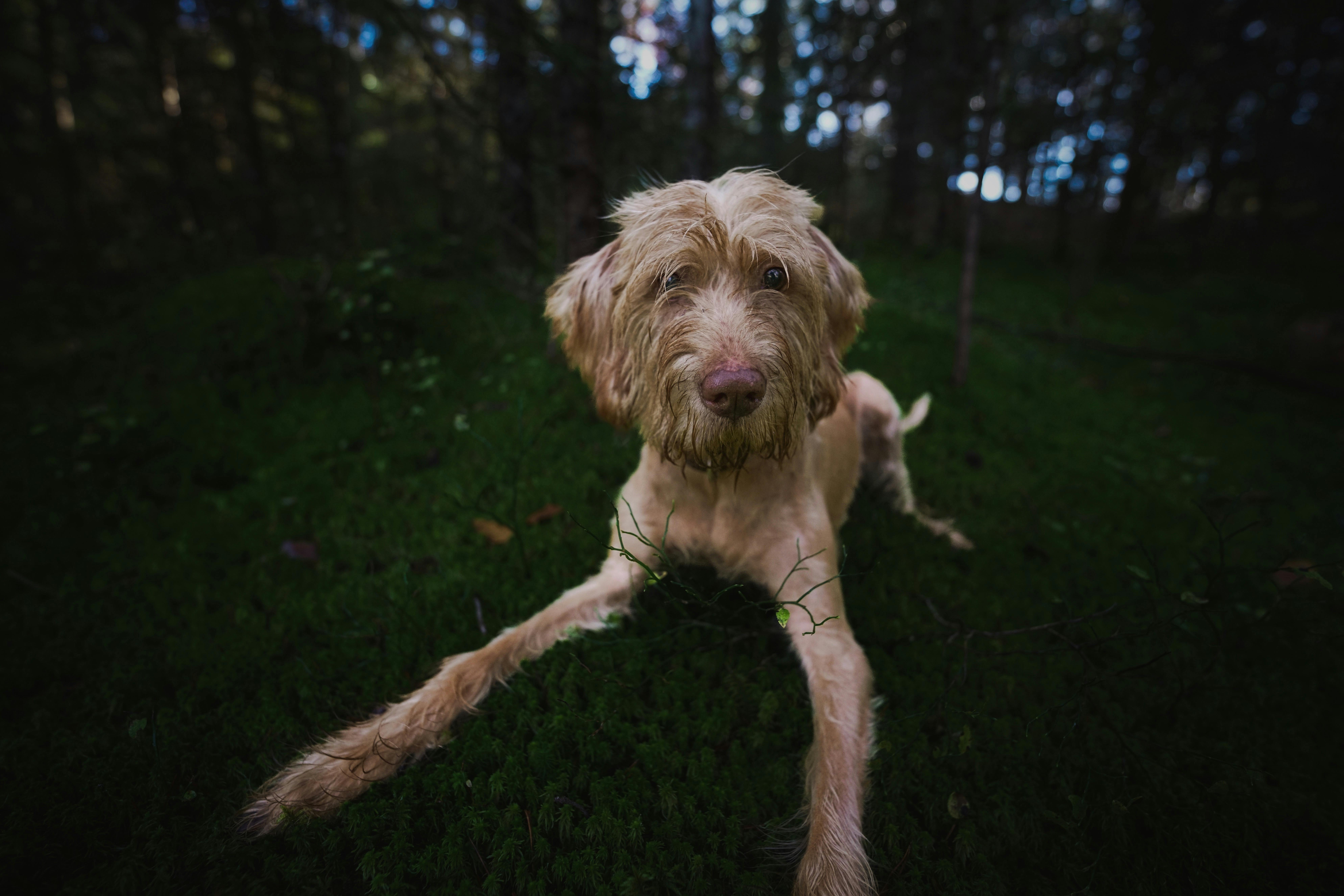 labradoodle playing in moss