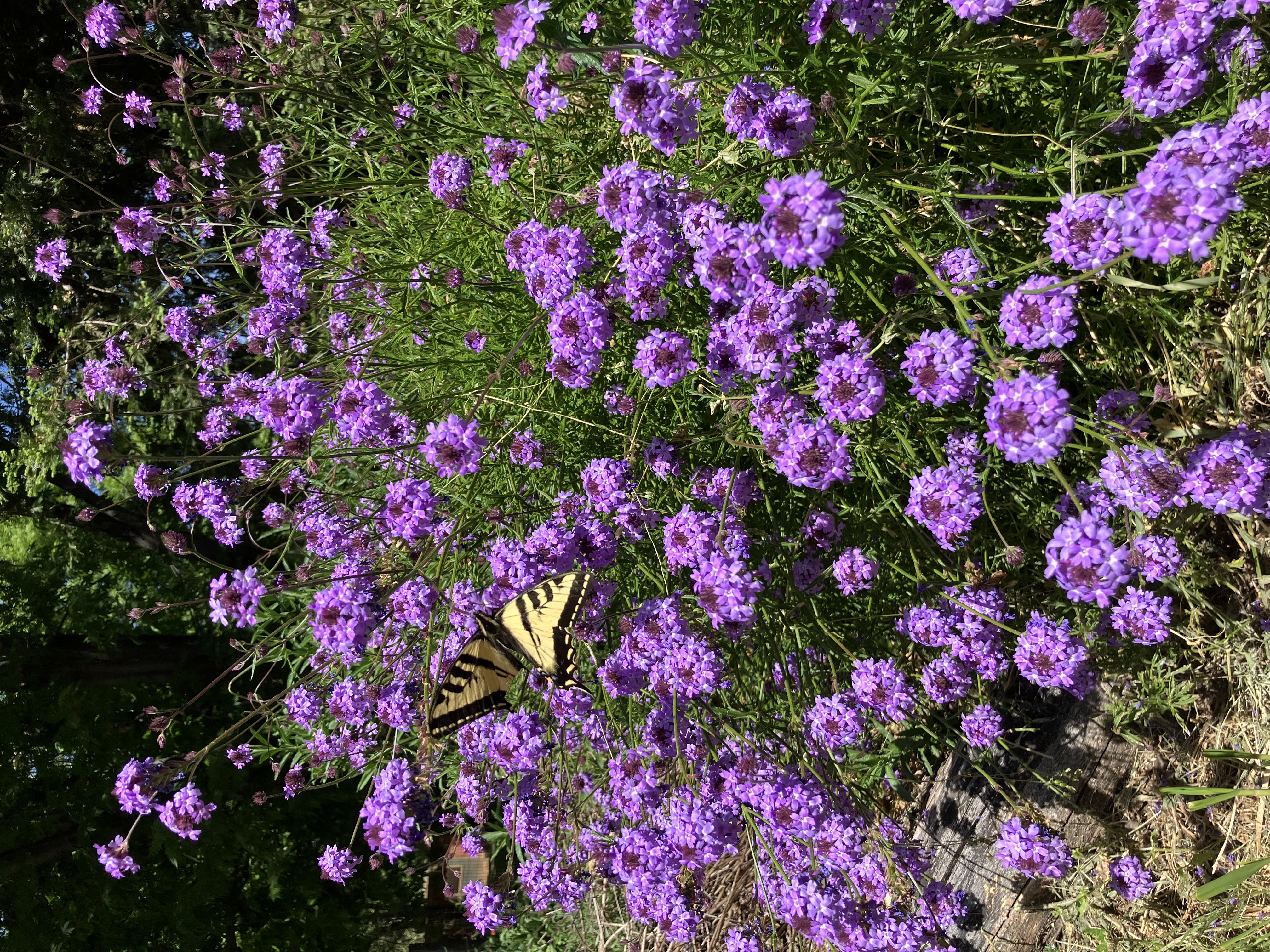 De La Mina Verbena or Cedros Island Verbena