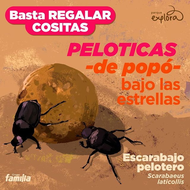 escarabajo-pelotero.jpg