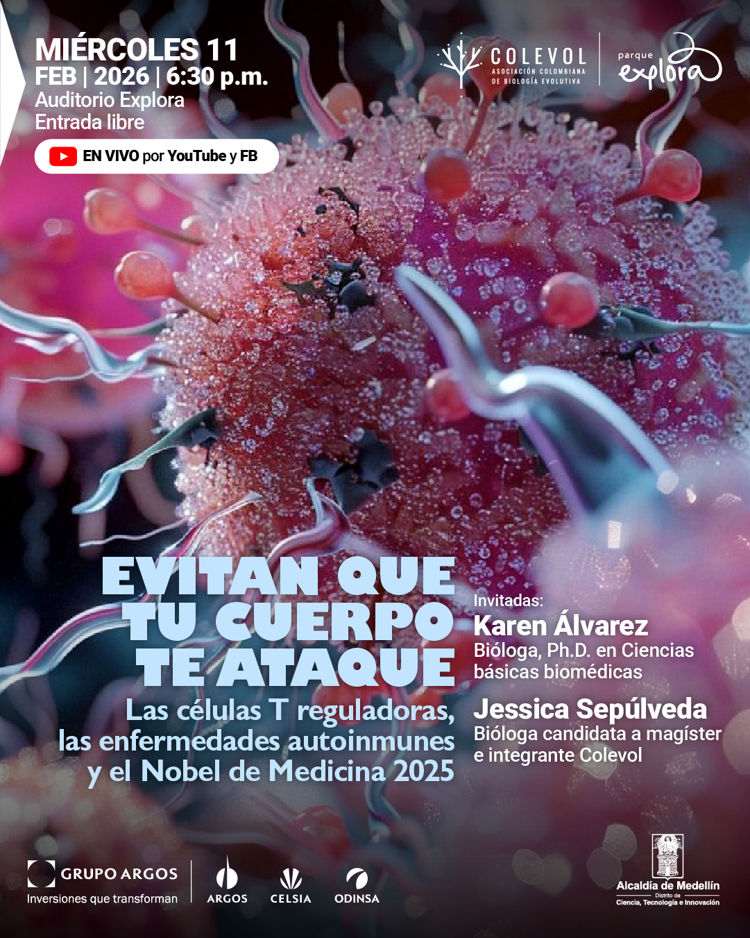 Fotografía. Un fondo que muestra una imagen microscópica de formas orgánicas y celulares, con estructuras esféricas y filamentos en primer plano. En la parte superior izquierda se lee: "Miércoles once de febrero | dos mil veintiséis | seis y treinta de la tarde. Auditorio Explora. Entrada libre". Debajo aparece un recuadro con el texto: "En vivo por YouTube y Facebook". En la parte superior central y derecha se encuentran nombres de organizaciones acompañados de símbolos gráficos. En el centro inferior, en gran jerarquía, se lee: "Evitan que tu cuerpo te ataque". Debajo, en un texto más largo, se lee: "Las células T reguladoras, las enfermedades autoinmunes y el Nobel de Medicina dos mil veinticinco". En el costado derecho se encuentra el encabezado: "Invitadas:" seguido de los textos: "Karen Álvarez. Bióloga, doctora en Ciencias básicas biomédicas" y "Jessica Sepúlveda. Bióloga candidata a magíster e integrante Colevol".