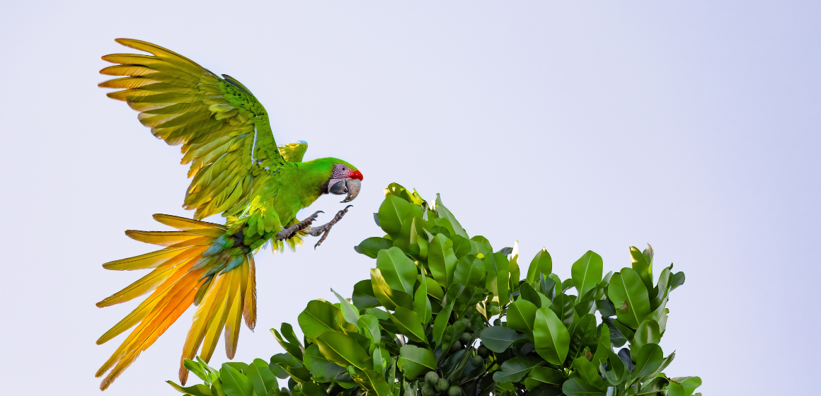 Great-green-macaw-in-Costa-Rica---The-Holiday-People.png