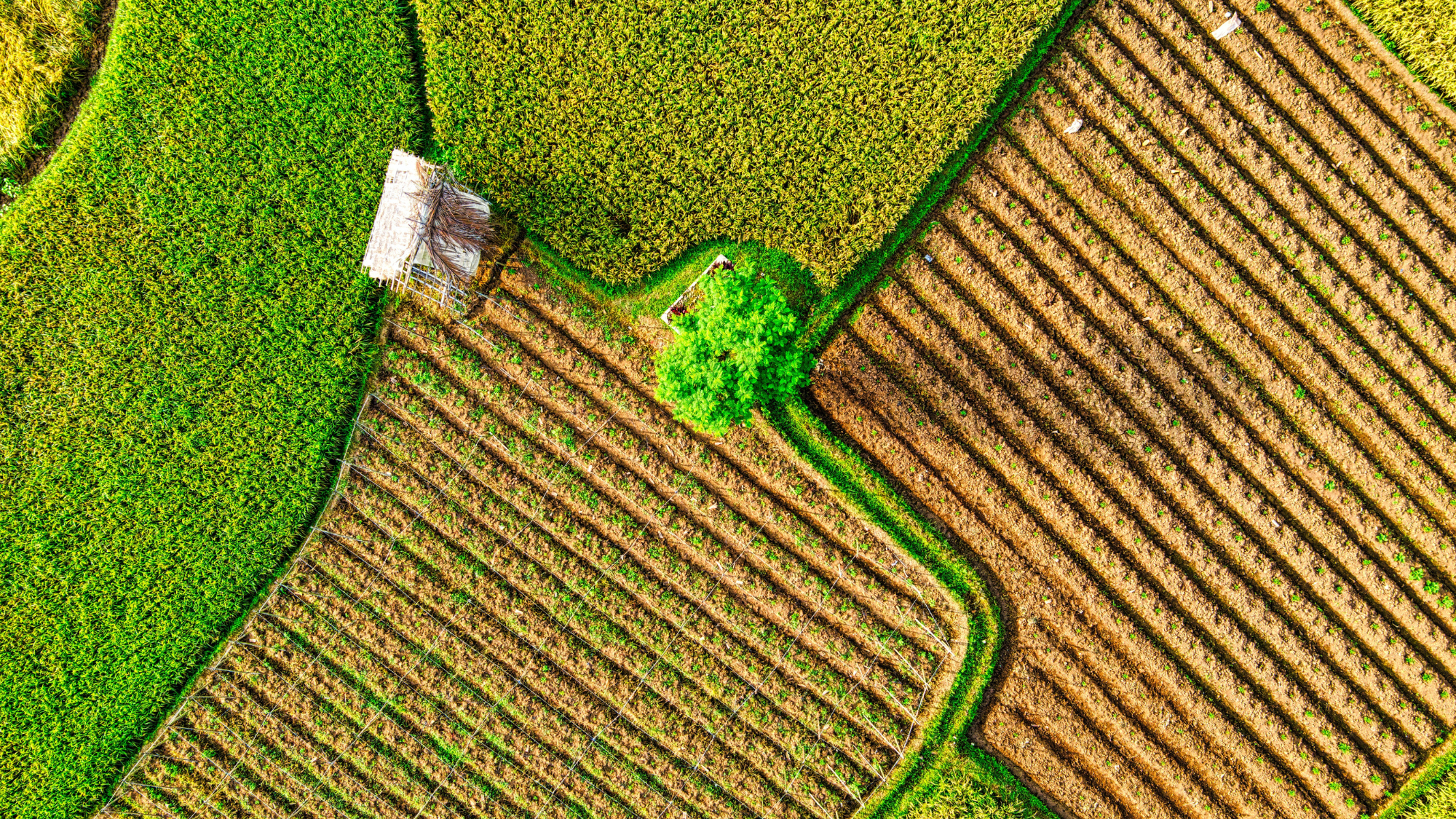 Drone-Mapping-in-Modern-Agriculture.png