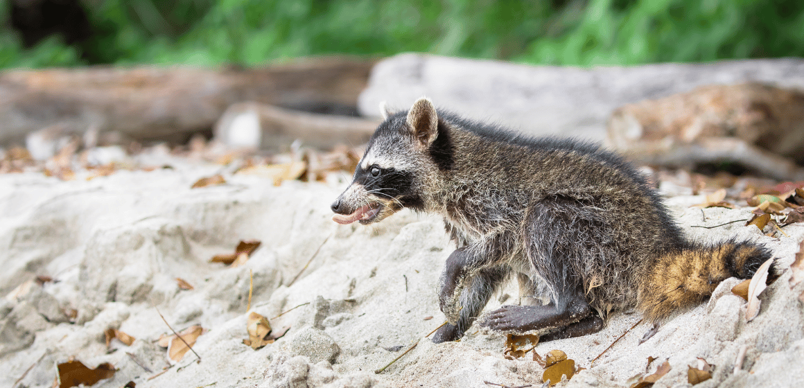 Website-Blog-Image---Racoon-on-Cahuita-beach-Costa-Rica.png