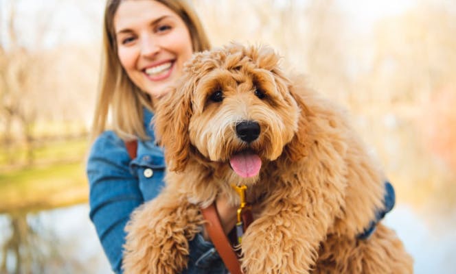 Woman holding cute goldendoodle puppy with tongue out