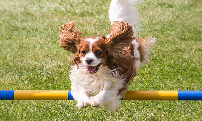 Happy Cavalier King Charles Spaniel puppy jumping through obstacles in an agility course