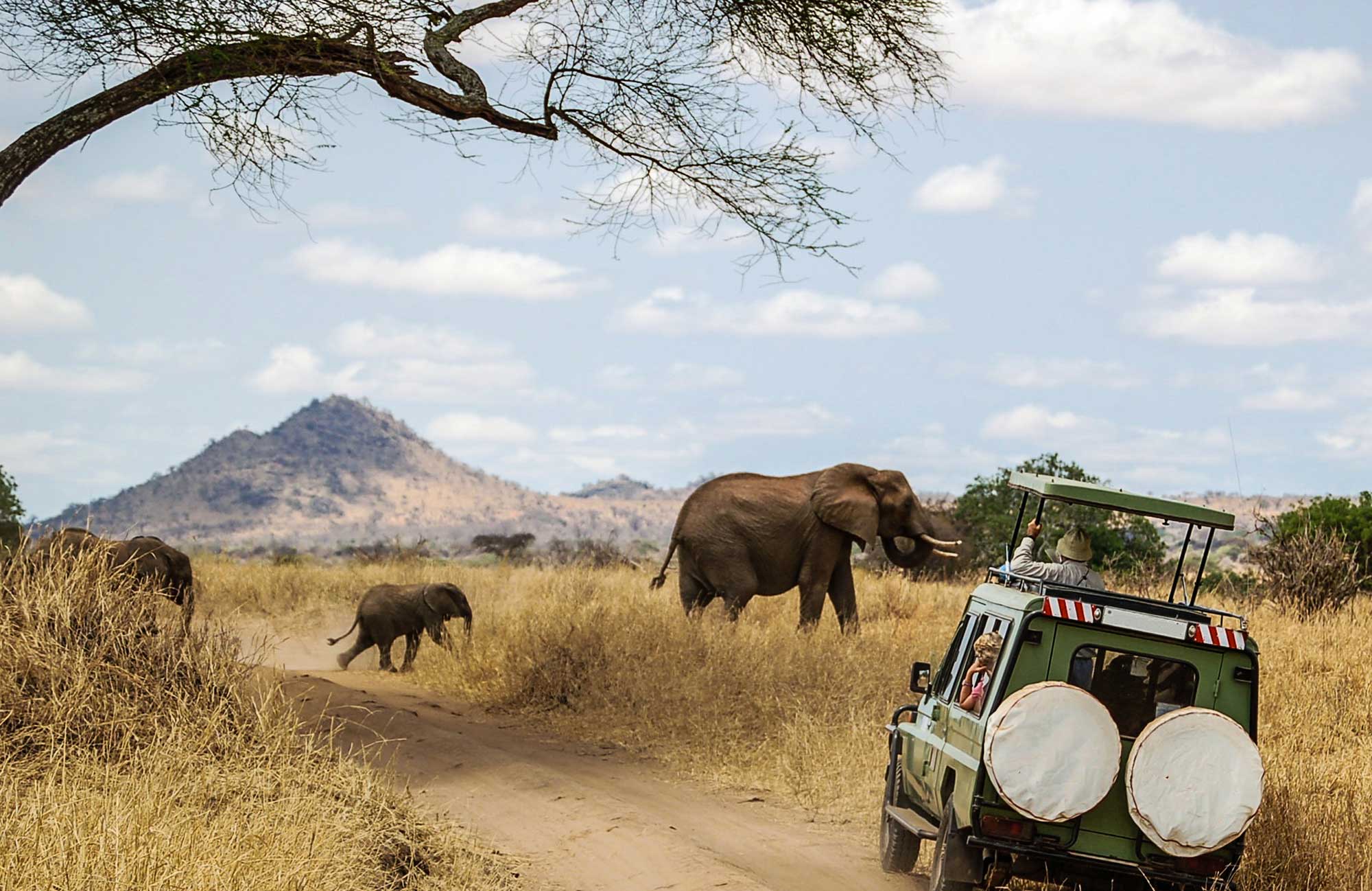 safari adventure extreme