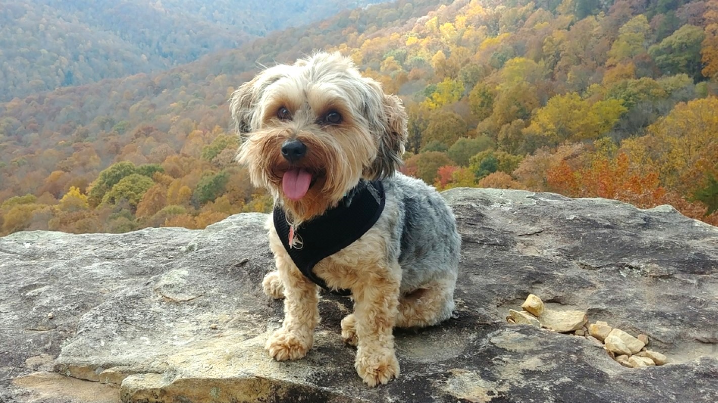yorkipoo hiking outdoors in tennessee