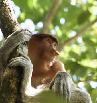 Classic Borneo - 10 Days