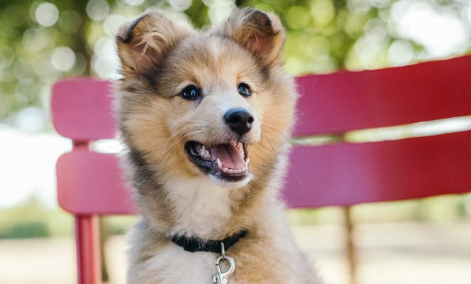 Happy smiling Shetland Sheepdog on a bench. 