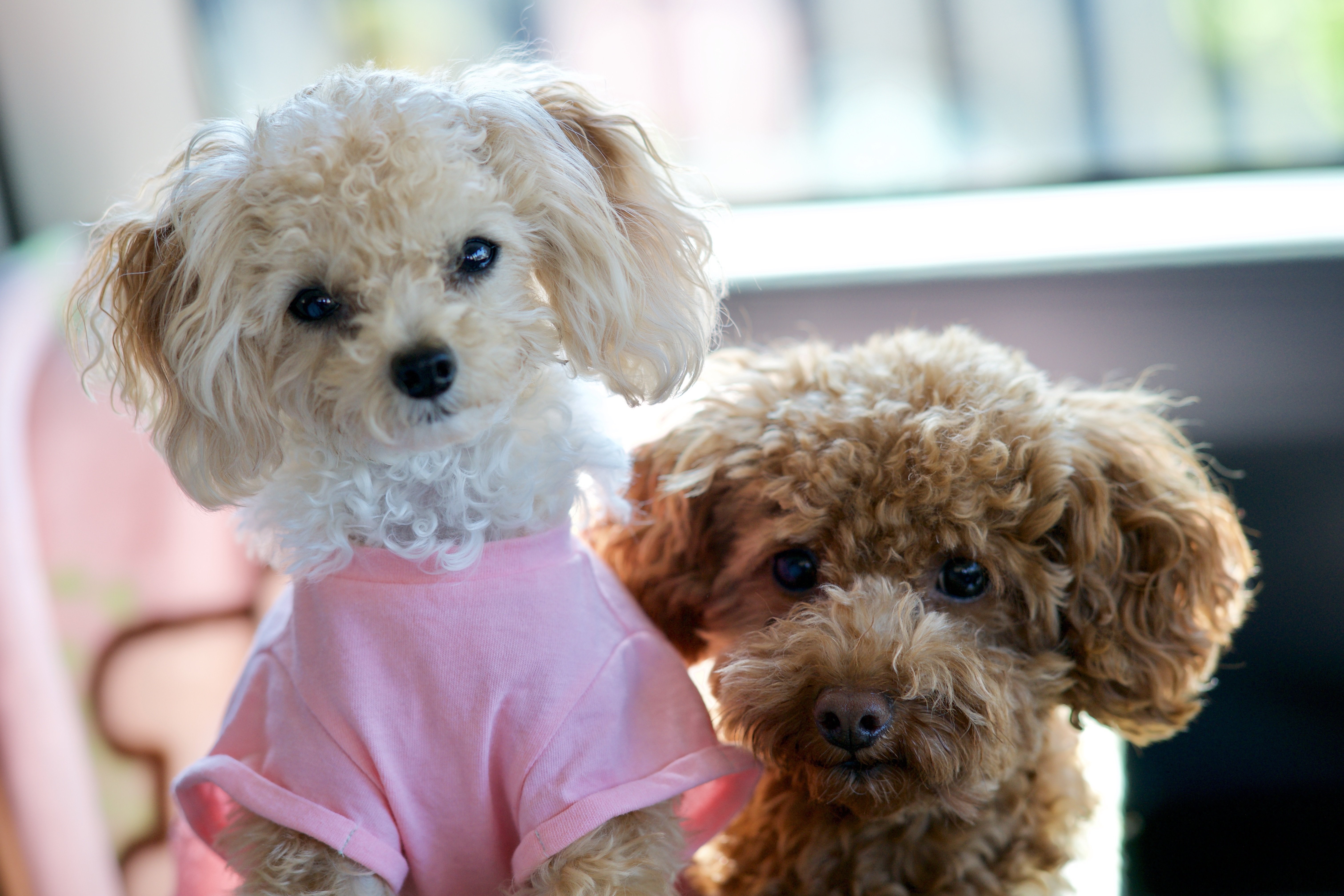 white and beige toy poodle