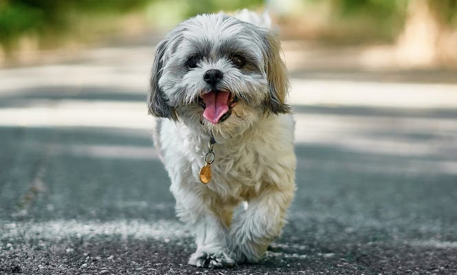 Happy Shih Tzu puppy taking a stroll. 