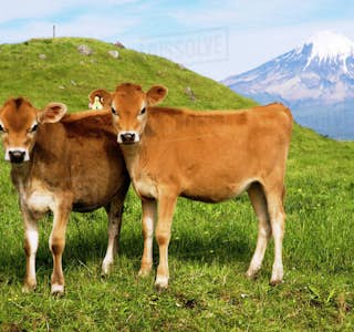 New Zealand, My Life on a Modern Dairy Farm's gallery image