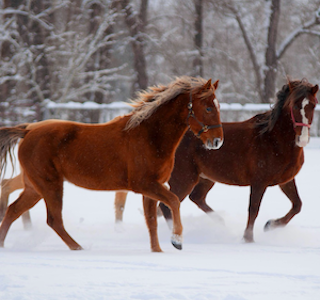 A Day at Dunrovin Ranch's gallery image