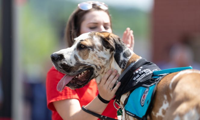 Woman petting a Great Dane tricolor ESA puppy