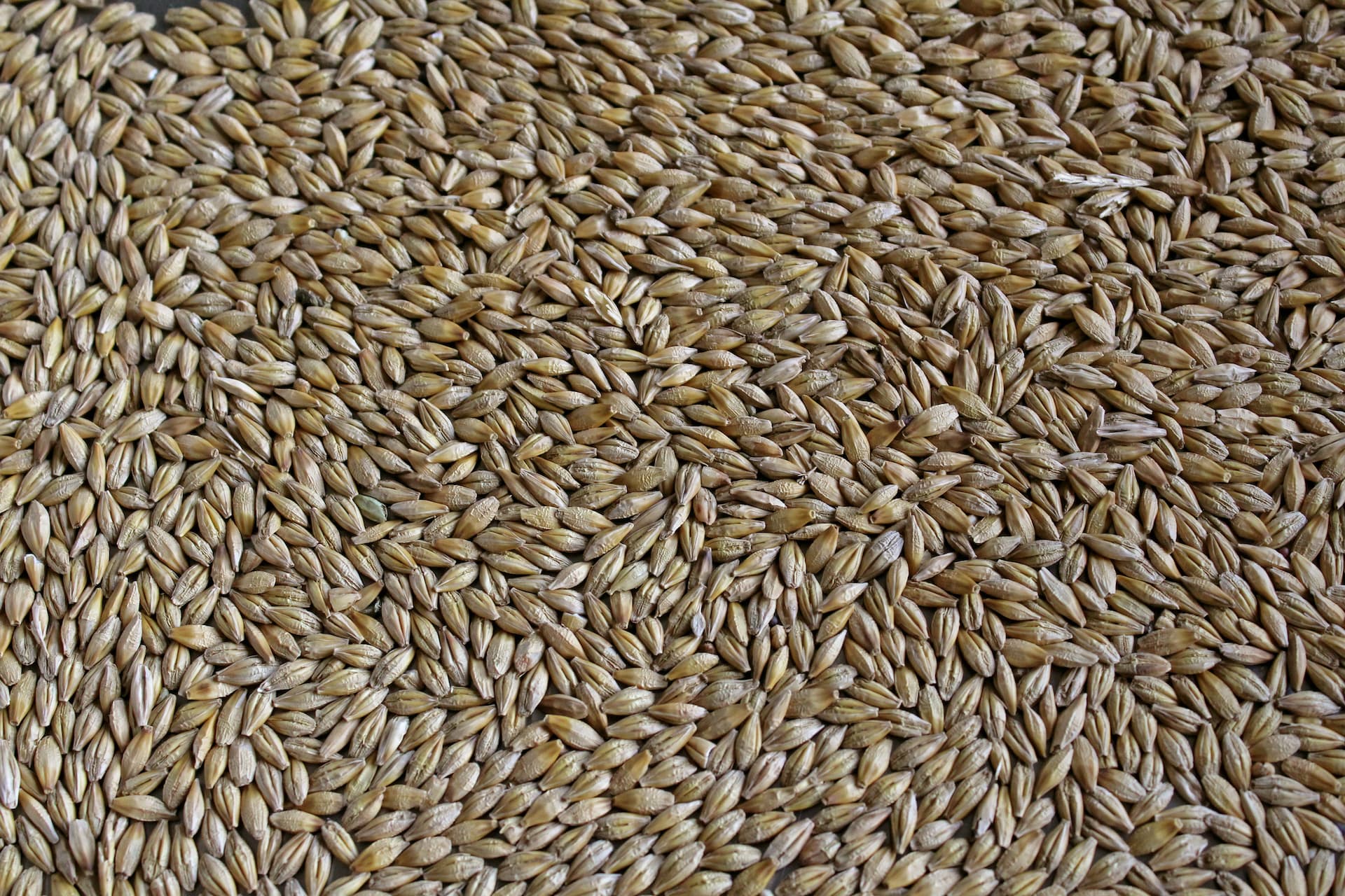 Organic Barley