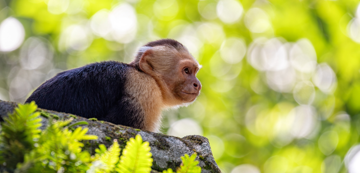 Colombian-white-faced-capuchin-in-Manuel-Antonio-National-Park---The-Holiday-People.png