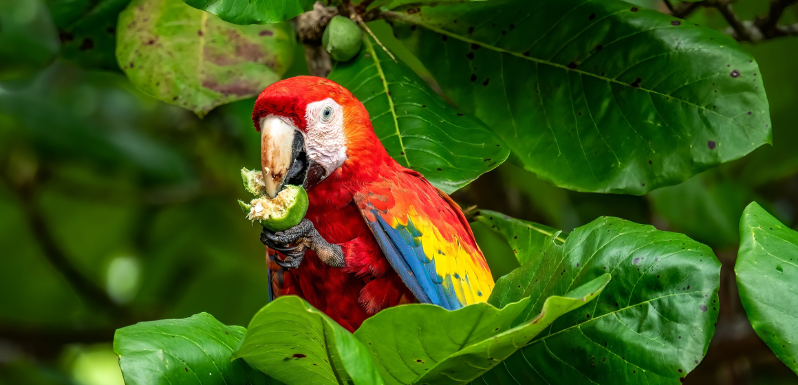 A-scarlett-macaw-in-Costa-Rica---The-Holiday-People.png