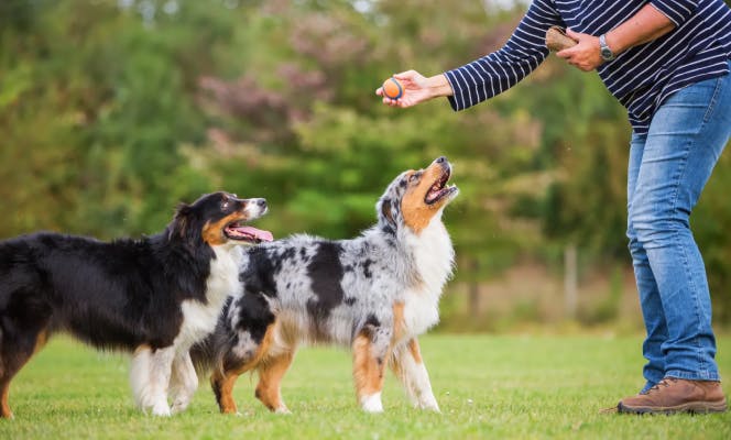 Australian Shepherd dogs playing ball in the park.