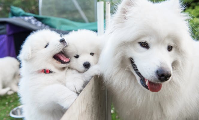 American Eskimo Dog mother with two happy pups. 