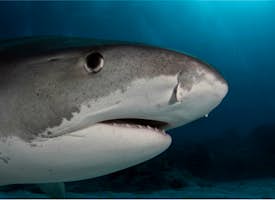 Why Sharks Don't Eat People's thumbnail image