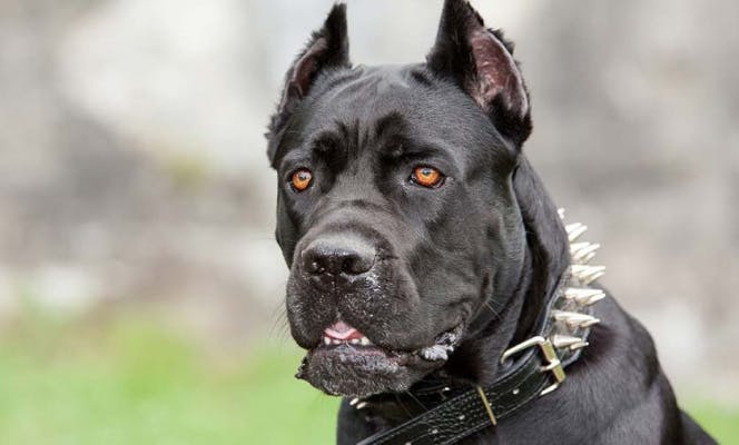 Black Cane Corso with clipped ears and collar with studs.