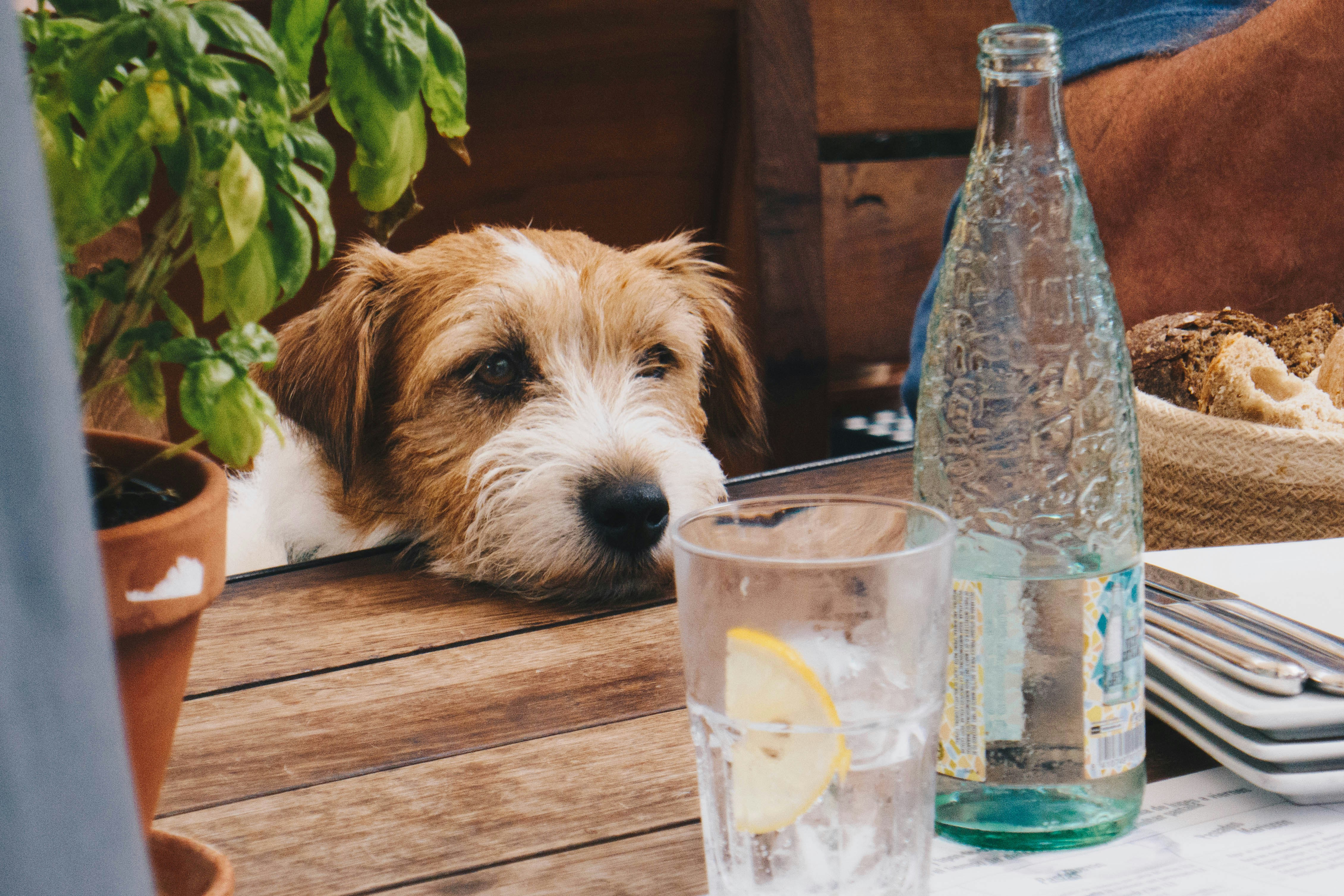 dog begging at table