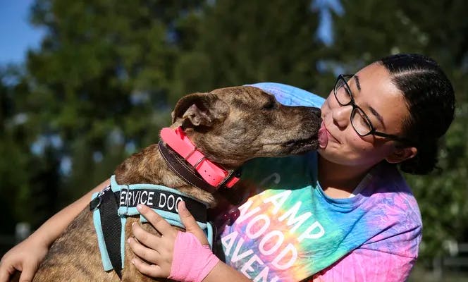 Service dog kissing its handler.