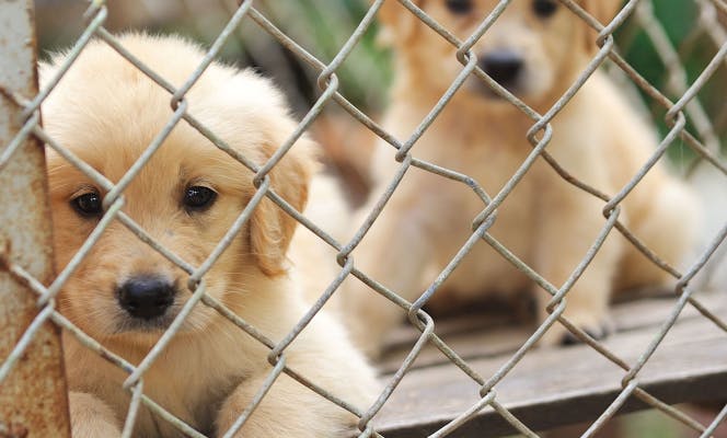 Golden Retriever puppies looking through a chainmail fence.