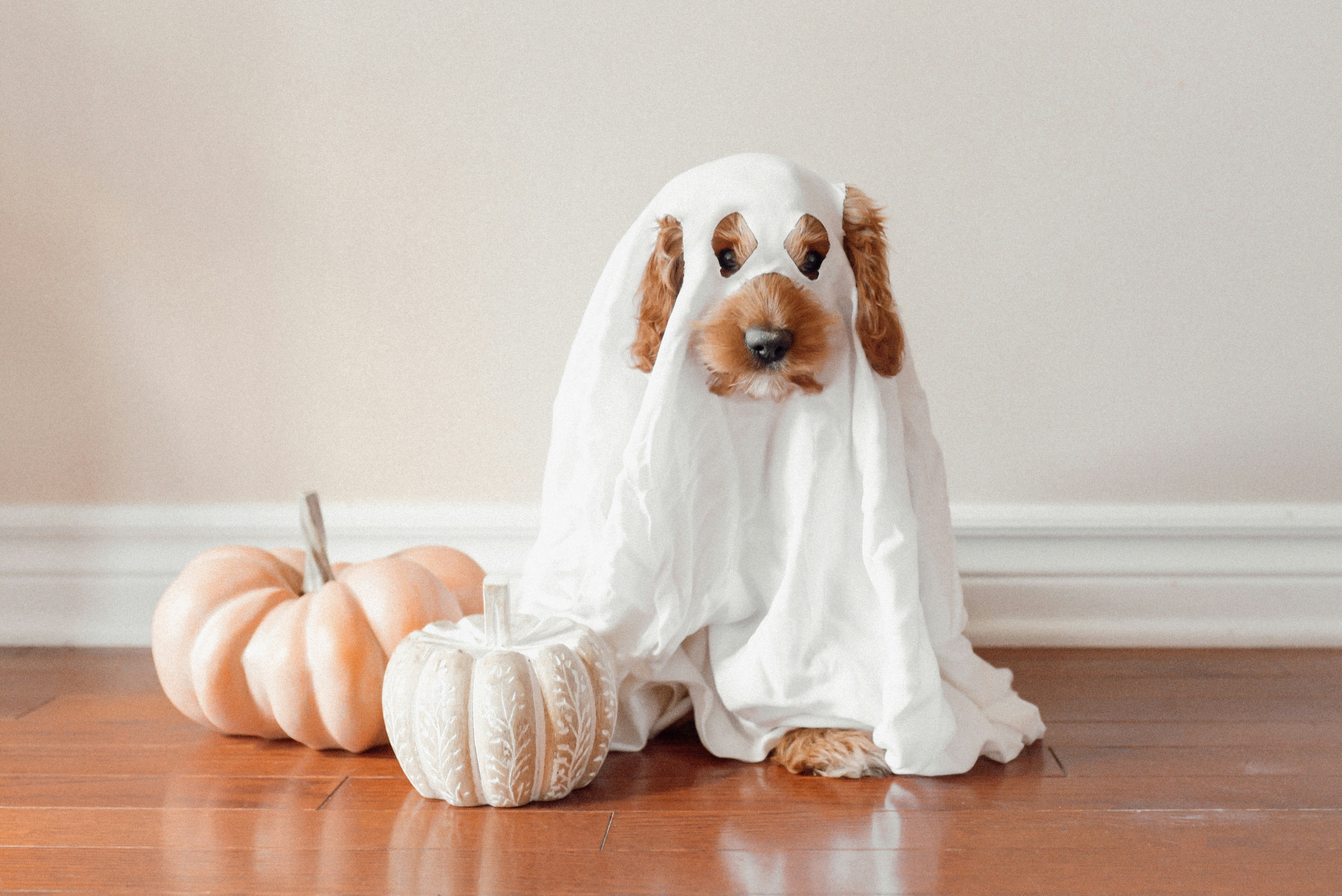 cavapoo in a ghost blanket